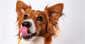 Celebrate Heritage Month with dotsure.co.za&#x2019;s dog DNA test guide