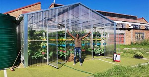 SA Harvest expands greenhouse network to support local food systems