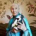British primatologist, ethologist, and anthropologist Jane Goodall poses for a picture at the British Embassy in Buenos Aires, Argentina, August 15, 2024. Image credit: Reuters/Irina Dambrauskas