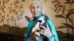 British primatologist, ethologist, and anthropologist Jane Goodall poses for a picture at the British Embassy in Buenos Aires, Argentina, August 15, 2024. Image credit: Reuters/Irina Dambrauskas