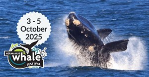 All aboard for the 2025 Hermanus Whale Festival