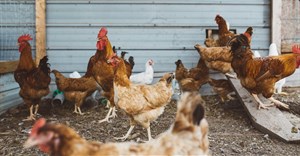 Sapa calls for balanced trade policy to protect the local poultry industry