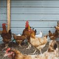 Sapa calls for balanced trade policy to protect the local poultry industry