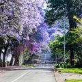 Jacaranda season - sensory memory and association