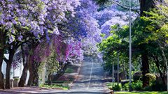 Jacaranda season - sensory memory and association