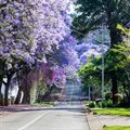 Jacaranda season - sensory memory and association