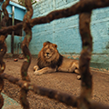 FOUR PAWS Supports DFFE&#x2019;s Decision to Bar Lion Bone Exports