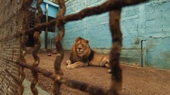 FOUR PAWS Supports DFFE&#x2019;s Decision to Bar Lion Bone Exports