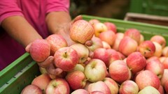 Image source: aleksandarlittlewolf from