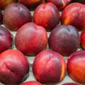 SA signs new trade protocol for stone fruit exports to China