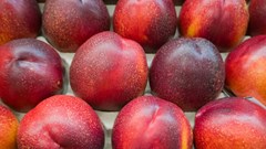 SA signs new trade protocol for stone fruit exports to China