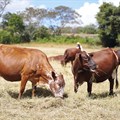 East Africa's dairy sector receives $358m for climate-resilient transformation