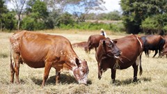 East Africa's dairy sector receives $358m for climate-resilient transformation