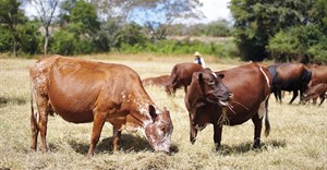 East Africa's dairy sector receives $358m for climate-resilient transformation