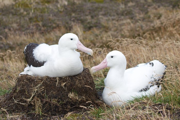 A Wandering Albatross family on Marion Island. Image credit: Danielle Keys
