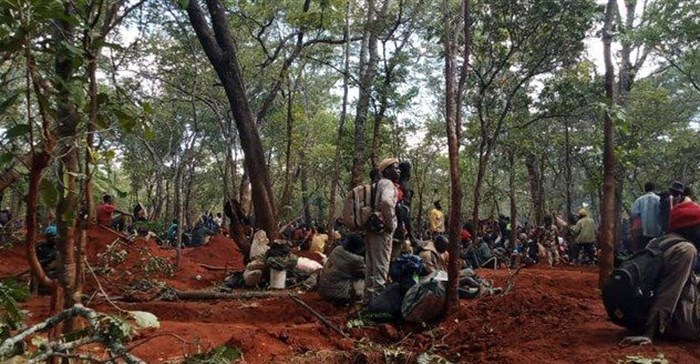 People illegally mine for gold in this forest in north-western Zambia. Photos and videos supplied