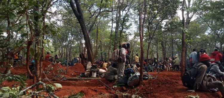 People illegally mine for gold in this forest in north-western Zambia. Photos and videos supplied