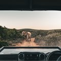 Envi Lodges launches first SA safari experience in Addo Private Reserve