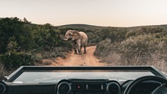 Envi Lodges launches first SA safari experience in Addo Private Reserve