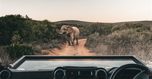 Envi Lodges launches first SA safari experience in Addo Private Reserve