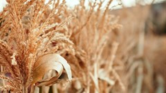 SA welcomes Zim decision to lift ban on importation of maize and grains
