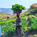One of Thanda’s Food Security Economic Development programme’s farmers harvesting food to sell in her community. Image supplied.