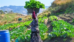 One of Thanda’s Food Security Economic Development programme’s farmers harvesting food to sell in her community. Image supplied.