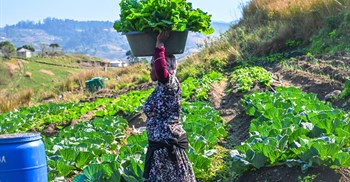 One of Thanda’s Food Security Economic Development programme’s farmers harvesting food to sell in her community. Image supplied.