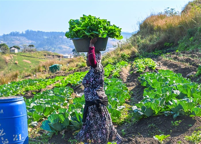 One of Thanda’s Food Security Economic Development programme’s farmers harvesting food to sell in her community. Image supplied.