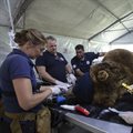 Emergency mission underway in Argentina to help over 60 zoo animals