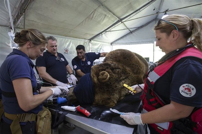 Emergency mission underway in Argentina to help over 60 zoo animals