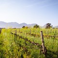 Nederburg winery cuts municipal water use with new irrigation system
