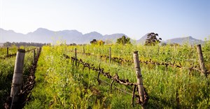 Nederburg winery cuts municipal water use with new irrigation system