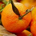 SA citrus exports surge 22% in 2025, setting new record