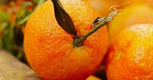 SA citrus exports surge 22% in 2025, setting new record