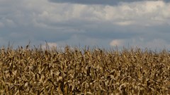 What will it take to make Africa food secure? G20 group points to trade, resilient supply chains and sustainable&#160;farming