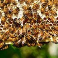 Bees essential for SA’s agriculture and economy, minister says