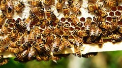 Bees essential for SA&#x2019;s agriculture and economy, minister says