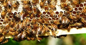 Bees essential for SA&#x2019;s agriculture and economy, minister says