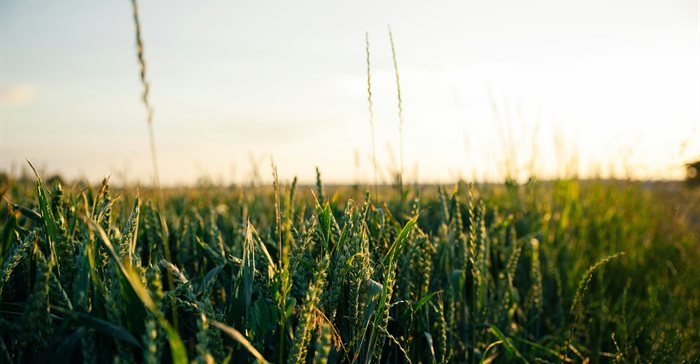 North West targets 6,000 hectares for crop production