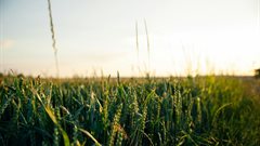 North West targets 6,000 hectares for crop production