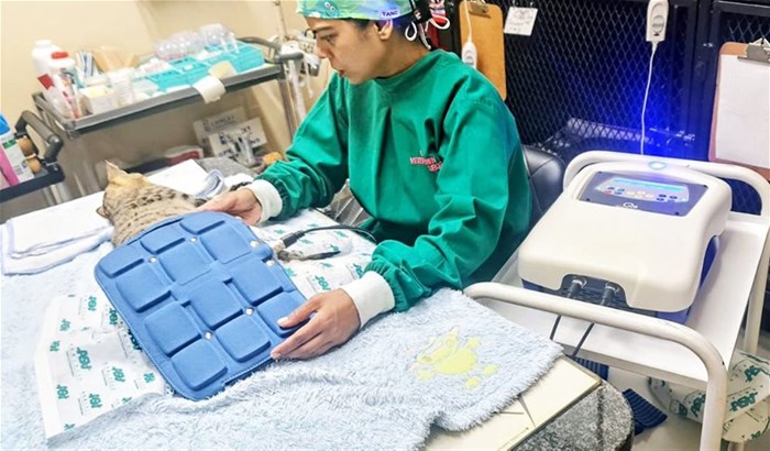 A senior cat receiving Magnetotherapy, the first of its kind in South Africa.