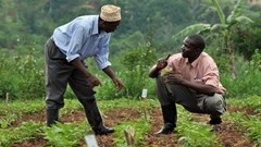Smartphones, women&#x2019;s rights and coupons: New trends that can boost insurance for African&#160;farmers