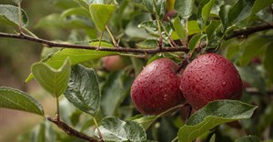 Flash Gala case study highlights rising importance of branding in fresh produce