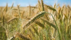 Source: Aleksandr1982 via