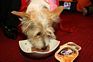 Sheba Cat and Cesar Dog gourmet pet foods host luncheon