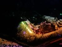 Loeries Egg Films Judges Wrap