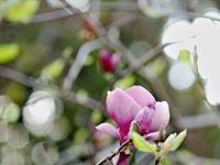 TANQUERAY&#174; Secret Garden Party