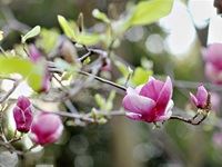 TANQUERAY&#174; Secret Garden Party