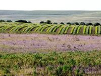 Rocking the Daisies 2015